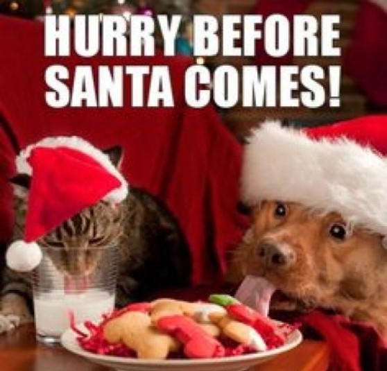 Funny-Christmas-Meme-Image-23